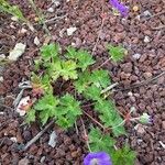 Geranium platypetalum Buveinė