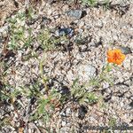 Kallstroemia grandiflora Yeri