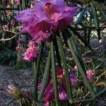 Rhododendron × geraldii Flower