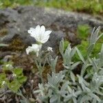 Cerastium tomentosumКветка