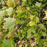 Acer platanoidesFolha