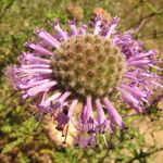 Monardella undulata Flower