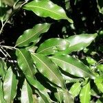 Arytera gracilipes Лист