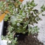 Sedum mendozaeFolha