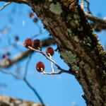 Platycarya strobilacea 果