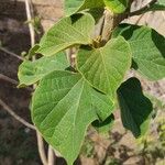 Gmelina arborea Foglia