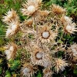 Cirsium ferox Frugt