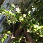 Albuca bracteata Цветок