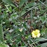 Potentilla erecta Hoja