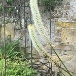 Eremurus robustus Flower