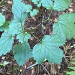 Viburnum acerifolium Blatt