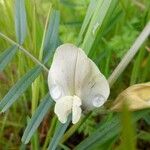 Vicia grandiflora Flower