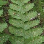 Dryopteris dilatata Blad