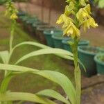 Polystachya pyramidalis Flower