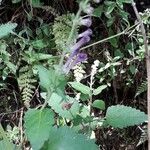 Scutellaria columnae Folha