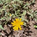 Eriophyllum lanatumफूल