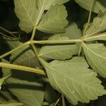 Cardiospermum grandiflorum Likasa