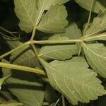 Cardiospermum grandiflorum Leaf