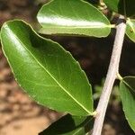Elaeodendron transvaalense Leaf