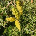 Pentarrhinum insipidum Frucht