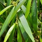 Quillaja lancifolia Φύλλο