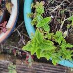 Mentha spicataبرگ