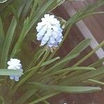 Muscari aucheri Цвят