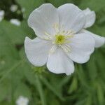 Ranunculus platanifolius Fula