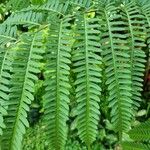 Pteris tripartita Ліст