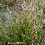 Eleocharis bonariensis Habit