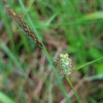Carex tomentosa 花