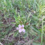 Dyschoriste linearis Flor