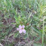 Dyschoriste linearis Flower