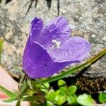 Campanula alpestris Flower
