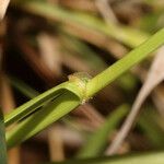 Fuirena pubescens Blad