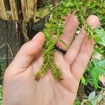 Huperzia phlegmaria Hoja