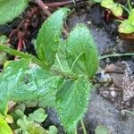 Campanula rhomboidalis Blad