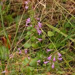 Clinopodium menthifolium Květ