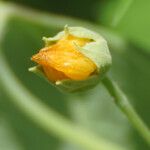 Abutilon indicum 花