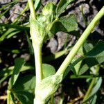 Trifolium fucatum Bark