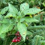 Solanum dulcamaraFruit