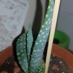 Aloe gariepensis Leaf