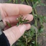 Capsella bursa-pastoris 花