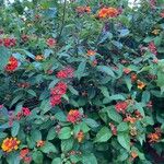 Lantana aculeata Flors