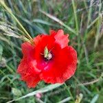 Papaver setiferumÕis