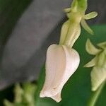 Trachelospermum jasminoides പുഷ്പം