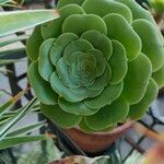 Aeonium castello-paivaeLeaf