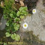 Bellis rotundifolia موطن