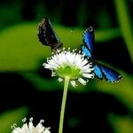 Melanthera nivea Voninkazo