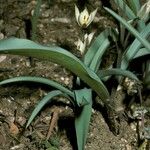 Tulipa turkestanica Hábito